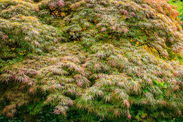 10 WEEPING LACELEAF MAPLE Japanese Acer Palmatum Dissectum Green Yellow Red Tree Seeds